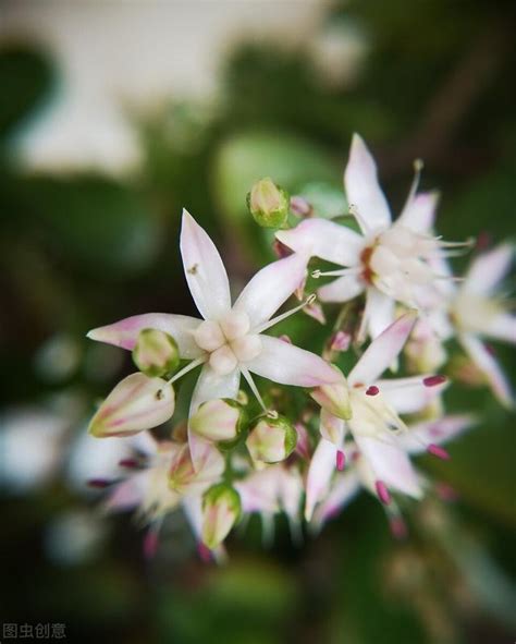 玉樹開花